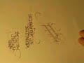 CALLIGRAPHY by Adam Romuald K?odecki CALLIGRAPHY by Adam Romuald K?odecki