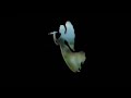 Free Will Project Video
