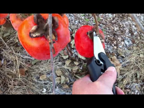 how to harvest persimmons