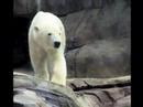 2008 Polar Bear Alert 2008 Polar Bear Alert