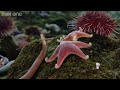 BBC - Life: Underwater Time Lapse http://www.youtube.com/watch?v=MmSp0bxHmWg
