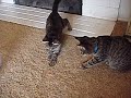 Atticus & Princess