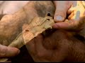 Prehistoria Península Ibérica (1ª Parte) Prehistoria Península Ibérica (1ª Parte)