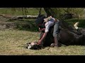 An Authentic Horse Whisperer An Authentic Horse Whisperer