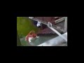 Gatos