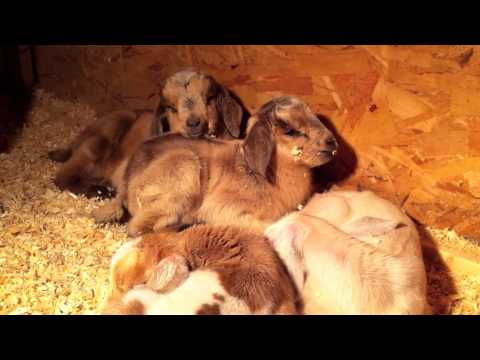Goat Babies