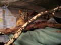 Bucky and Pete are squirrel brothers with different personalities!