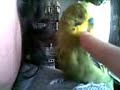 My bird Buller