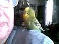 My bird Buller