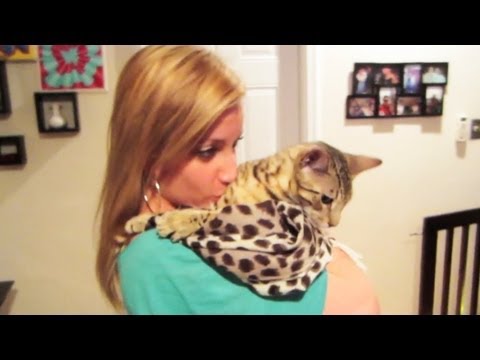 EXOTIC CATS
