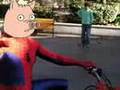 spiderschwein voll