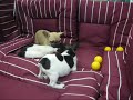 Franse bulldog te koop/Bouledogue Français à vendre