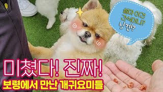 아톰비트| 미쳤다! 보령여행에서 만난 진짜 개귀요미들