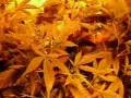 Blue cheese/Cuarto de marihuana