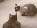 The Movie HEAT! - a cat love story.