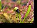 Encounters - Carnivorous Plants Encounters - Carnivorous Plants