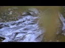 Psaume 119 (d�tourne mes yeux)