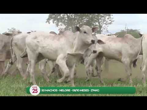 LEILO VIRTUAL FMEAS AGROPECURIA RIBEIRPOLIS