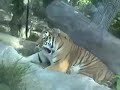 Rosamond Gifford Zoo with music by Paul Engle Rosamond Gifford Zoo with music by Paul Engle