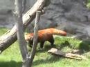 Rosamond Gifford Zoo with music by Paul Engle
