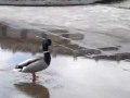 mr. Quacko