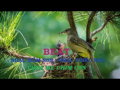Chim mẹ chim con beat | Beat nhạc mầm non - nhạc thiếu nhi