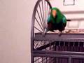 Oscar in a silly mood