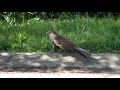 Pheasant 2 Pheasant 2