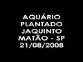 Meu aquario plantado 