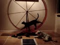 cats take turns cats take turns