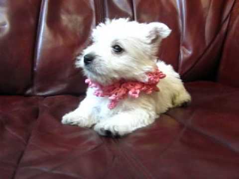 Pink Frills Girl Discovering Music