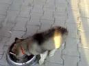 Maya ve Zuzu
