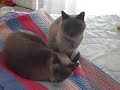 Scaredy Cats Scaredy Cats
