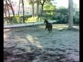 videos de NRHA - Merox Horse - SEX