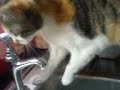cat drink from tap