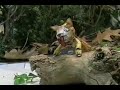 fisherman and feline