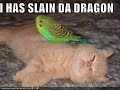Lol Cat Slide Show