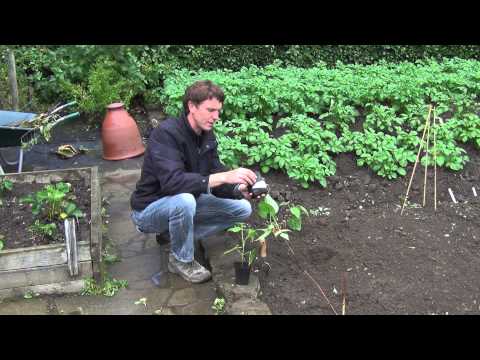 how to transplant scallions