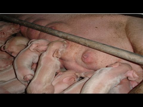 Curso Manejo de Leitões do Nascimento ao Abate - Manejo Sanitário - Cursos CPT
