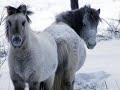 I'm Umira2, my account was deleted so I am uploading all my videos again.Little boy singing about Yakut horse...This song was recorded very long time ago, but it's still really cute, isn't it?Lyrics in Yakut: http://rw.foto.radikal.ru/0710/d9/0ceb3ee3ab75.jpg