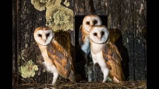 La VIDÉO des AFFÛTS NOCTURNES