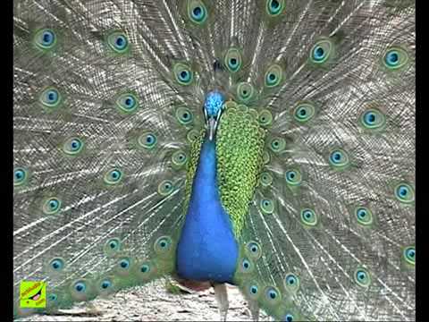 Imagen de previsualización de YouTube