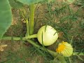 3 week old giant pumpkin vines.