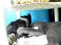 Os Gatos já nasceram livres na casa do Jonildo - Parte 2