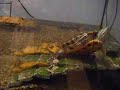 cute turtle waving!!