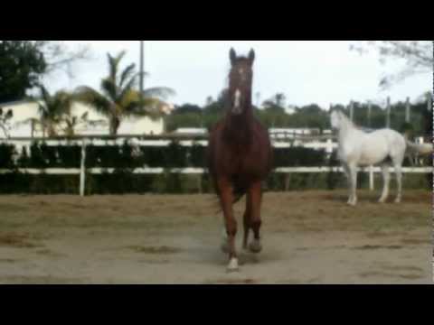 paddy power cheltenham