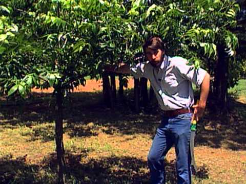 how to fertilize pecan trees in oklahoma