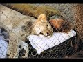 Christian The Lion MTWCS