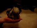 Baby Buddha Dance