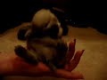 Baby Buddha Dance